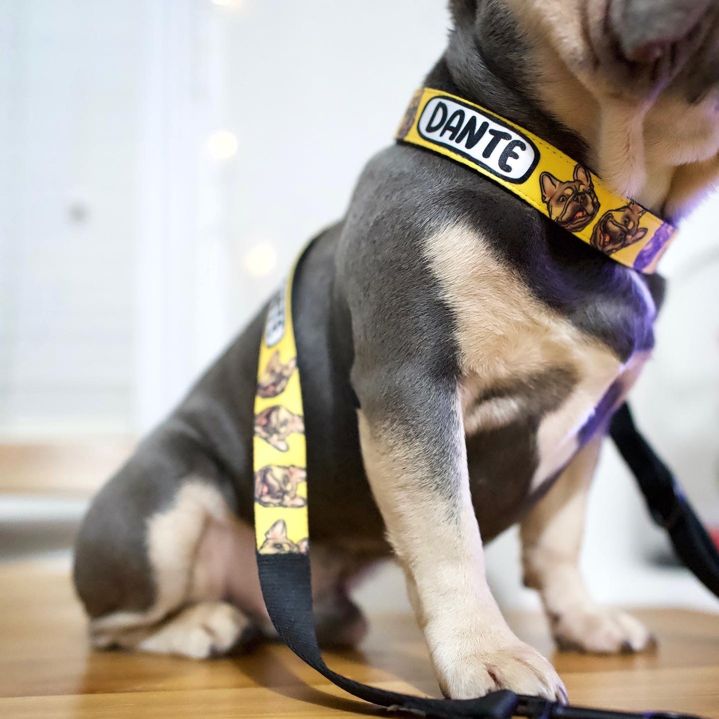 Bespoke Dog Portrait Lead