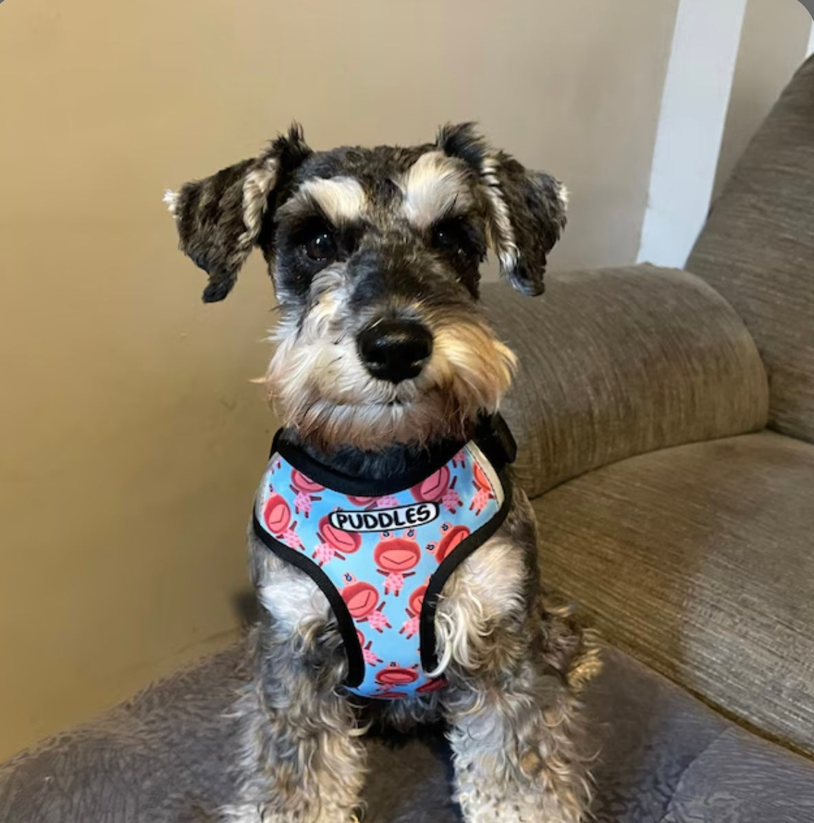 Create Your Pattern Harness