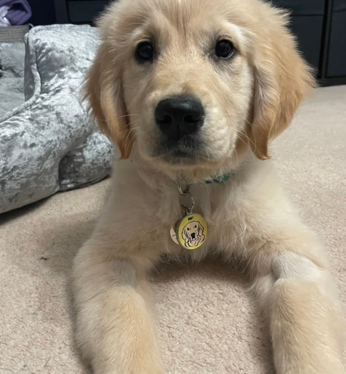 Golden Retriever ID Tag